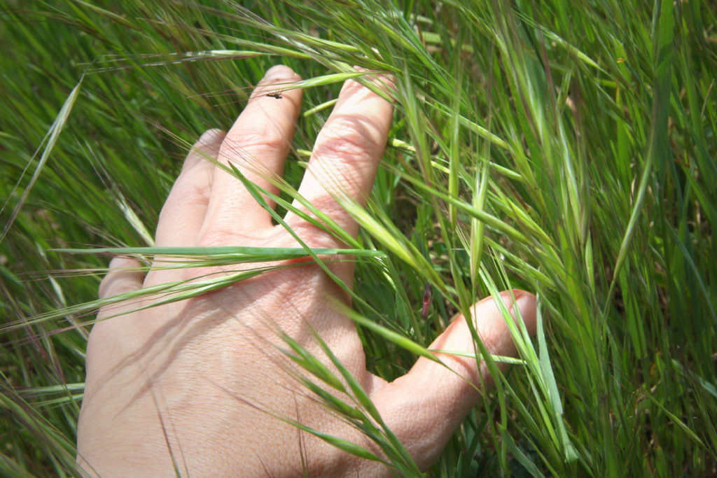 Hand feeling blades of grass