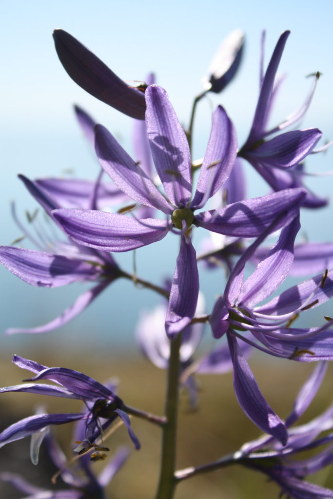 Purple Flower